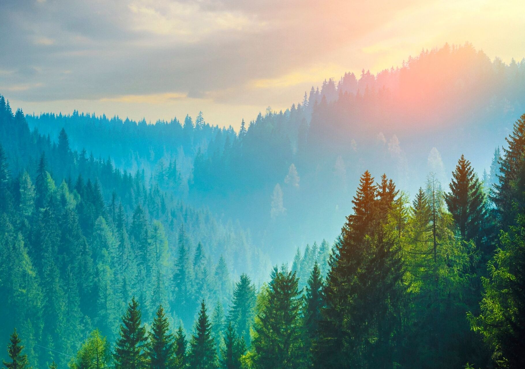 Forest Cover Classification Project